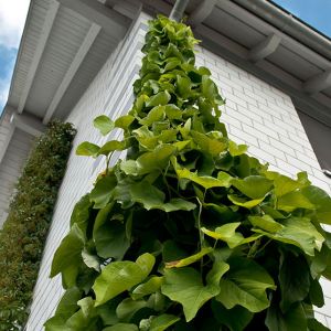 Gebaeudebegruenung_GartenKultur_Daniel_Ruprecht_AG_Fassade_01.jpg
