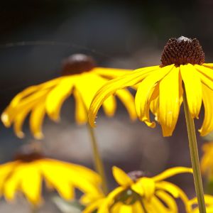 Bepflanzung_GartenKultur_Daniel_Ruprecht_AG_05.jpg